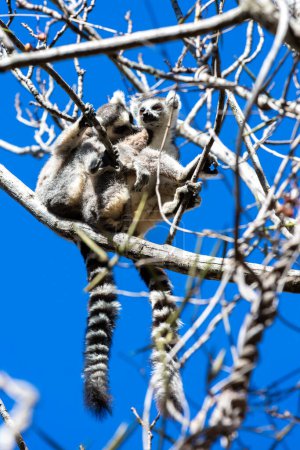 Téléchargez les photos : Deux lémuriens à queue cerclée assis sur un arbre. Madagascar - en image libre de droit