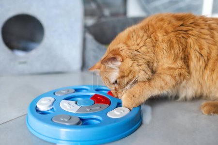 Téléchargez les photos : Un joli chat rouge mange à partir de jouets spéciaux - assiettes avec de la nourriture sèche - en image libre de droit