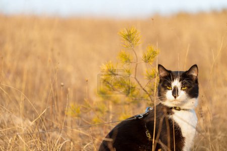 Un gato blanco y negro se sienta en la hierba amarilla alta