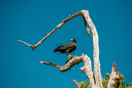 A black crab buzzard bird sits on a dry tree against the sky. Mexico