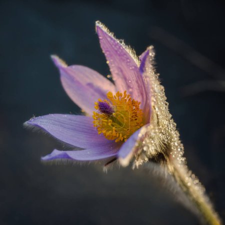 Blume aus Traumgras (Pulsatilla patens) in Großaufnahme auf dunklem Hintergrund