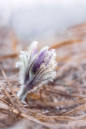 A flower of the dream grass (Pulsatilla patens) in dew. Close-up