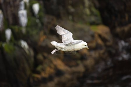 Foto de Un pájaro volando sobre un acantilado rocoso. Petrel de buceo (lnidde) - Imagen libre de derechos