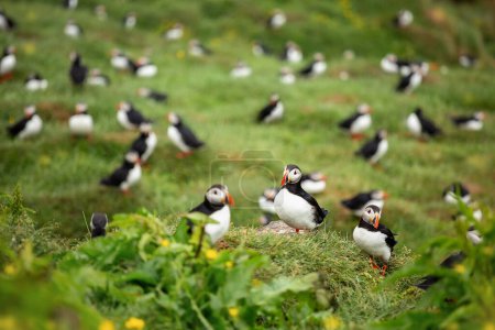 A large gathering of sea, fish-eating birds on the rock. Puffin birds .Ipatka atlantica