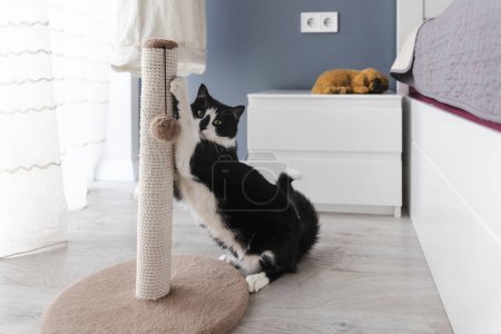 Foto de Un gato blanco y negro rasca un poste de rascado en la habitación - Imagen libre de derechos