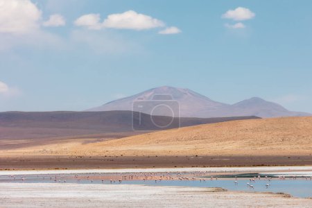 Hedionda Lagoon with James Flamingos , Uyuni , Bolivia.