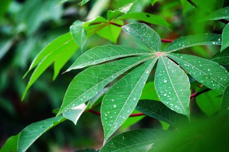 Green cassava leaves background. Cassava leaf plant background. Close-up of cassava leaves.