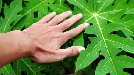 Human hand touching wet papaya leaves after rain. The concept of the relationship between nature and humans. Male arm touching wet papaya leaves after rain
