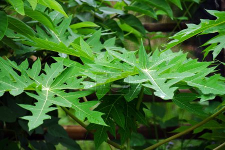 Photo for Papaya leaves contain alkaloids and flavonoids with potential as antioxidants and anti-inflammatories - Royalty Free Image