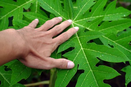 Menschliche Hand berührt nasse Papayablätter nach Regen. Das Konzept der Beziehung zwischen Natur und Mensch. Männlicher Arm berührt nasse Papayablätter nach Regen