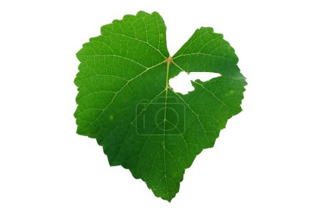 Grape leaves are damaged and have holes eaten by leaf caterpillars.