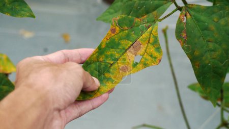El hombre examina las hojas amarillentas de una planta de frijol afectada por plagas y el exceso de productos químicos