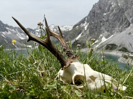 Foto de Bodegón de cuernos de roebuck en las altas montañas de Montafon (Lago Lnersee, Vorarlberg). En el fondo, las famosas montañas Rtikon, una de las regiones más impresionantes de Austria y los Alpes europeos. - Imagen libre de derechos
