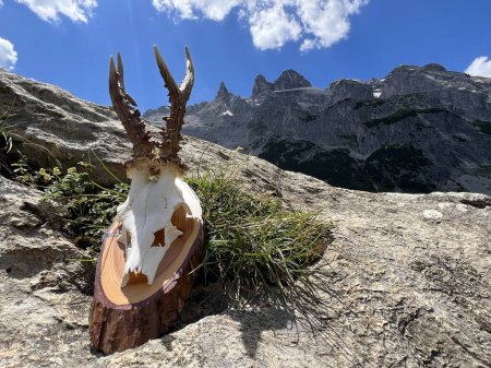 Foto de Bodegón de cornamenta de roebuck en las altas montañas de Montafon (Gauertal, Vorarlberg). En el fondo, los famosos picos de Drei Trme, una de las regiones de alpes más impresionantes de Austria y los Alpes europeos. - Imagen libre de derechos