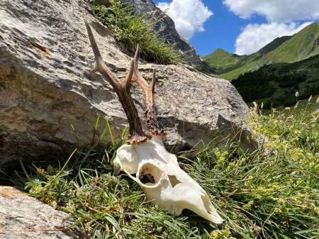 Foto de Bodegón de cornamenta de roebuck en los Alpes de Montafon (Gauertal, Vorarlberg). En el fondo, los famosos picos de Drei Trme, una de las regiones de alta montaña más impresionantes de Austria y los Alpes europeos. - Imagen libre de derechos