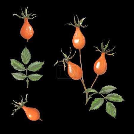 Photo for Rosehip drawing. Rose hip berries with leaf isolated on a black background. Botanical sketch of medical herb for label, herbal tisane tea packaging, poster. Hand drawn illustration - Royalty Free Image
