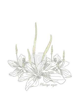 Plantago with flowers and leaves on a white background. Broadleaf plantain, medicinal plant. Wild herbs for posters, covers and packaging. Sketch style. Hand drawn vector illustration