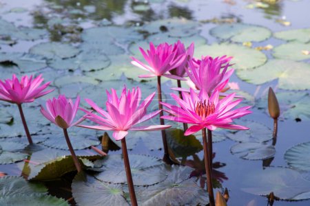 Schöne Landschaft Blick auf blühende rot-rosa Lilien oder Lotusblumen im Teichwasser