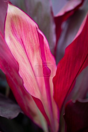 Téléchargez les photos : Naturel coloré rose pourpre cordyline Feuilles texture de fleur peut être utilisé comme fond d'écran - en image libre de droit