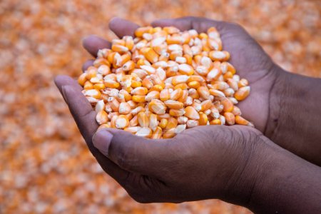 Téléchargez les photos : Un concept d'agriculture dans la main des semences de maïs - en image libre de droit