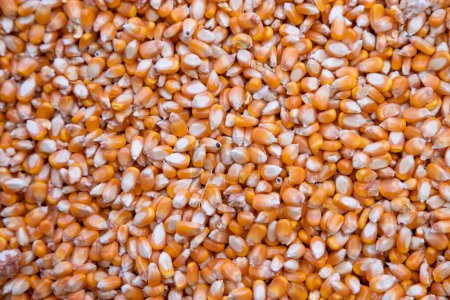 Téléchargez les photos : Gros plan focus grain de maïs biologique texture peut être utilisé comme fond d'écran - en image libre de droit