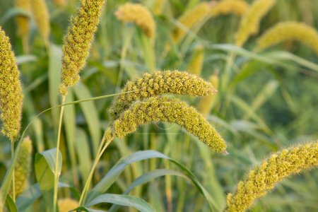 Raw Ripe millet crops in the field