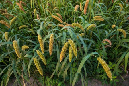 Téléchargez les photos : Plantes de millet mûres crues sur le terrain agriculture paysage - en image libre de droit