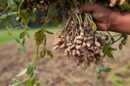 Téléchargez les photos : Cacahuète sur la main du fermier dans le champ. Concept de récolte agricole - en image libre de droit