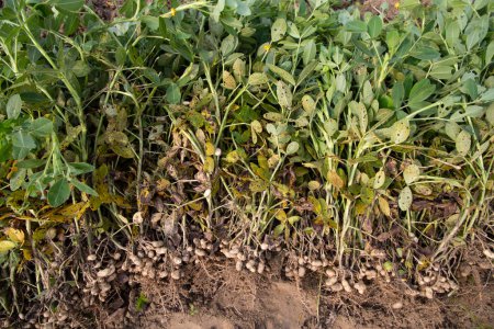 Téléchargez les photos : Récolte empilée d'arachides dans le sol du champ - en image libre de droit
