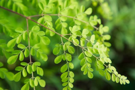 Téléchargez les photos : Tambour, vert à base de plantes Moringa feuilles arbre arrière-plan - en image libre de droit