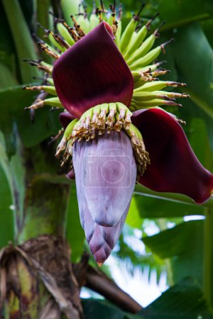 Foto de Flor de plátano flor es un vegetal nutritivo saludable en el árbol del jardín - Imagen libre de derechos
