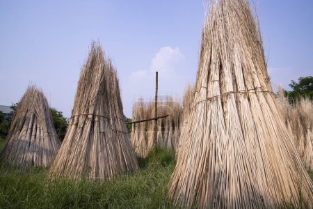 Téléchargez les photos : De nombreux bâtonnets de jute sont empilés pour sécher au soleil à Sadarpur, Faridpur, Bangladesh. Une et unique culture de jute est à Faridpur, Bangladesh - en image libre de droit