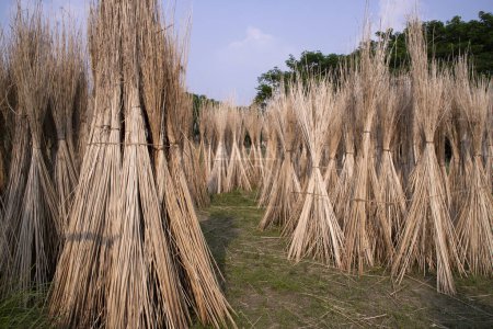 Téléchargez les photos : De nombreux bâtonnets de jute sont empilés pour sécher au soleil à Sadarpur, Faridpur, Bangladesh. Une et unique culture de jute est à Faridpur, Bangladesh - en image libre de droit