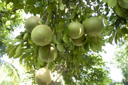 Foto de Pomelo verde (Citrus grandis) Los pomelos son los frutos más destacados naranjas que cuelgan de la rama del árbol - Imagen libre de derechos