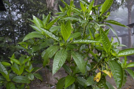 Foto de Vista de cerca de las hojas de hierbas Justicia adhatoda, comúnmente conocida en Inglés como Malabar nut, adulsa, adhatoda, vasa, vasaka, es una planta medicinal nativa de Asia - Imagen libre de derechos