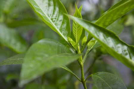 Foto de Vista de cerca de las hojas de hierbas Justicia adhatoda, comúnmente conocida en Inglés como Malabar nut, adulsa, adhatoda, vasa, vasaka, es una planta medicinal nativa de Asia - Imagen libre de derechos