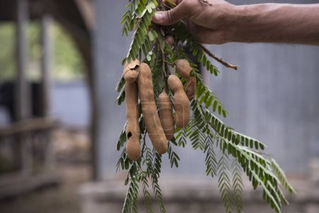 Photo for Hand holding some Tamarind Fruits, green leaves with Blurry Background. Selective Focus - Royalty Free Image