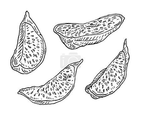 Illustration for Slice dry fig. Vector black vintage engraving illustration. Isolated on white background. Hand drawn design element for label - Royalty Free Image
