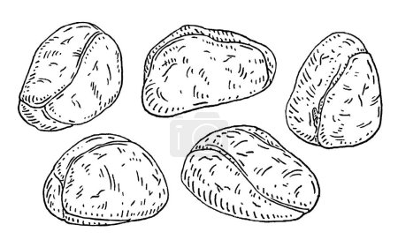 Illustration for Fresh kola nuts without shell. Vector engraving black vintage illustration. Isolated on white background. - Royalty Free Image