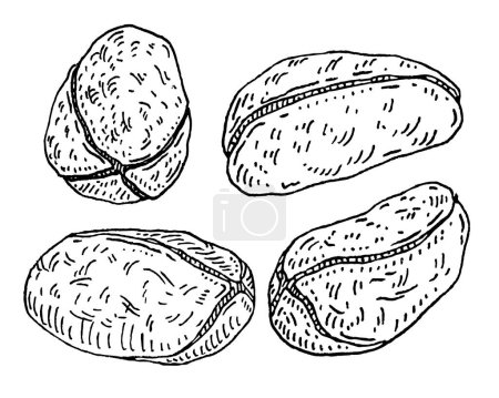 Illustration for Dried kola nuts without shell. Vector engraving black vintage illustration. Isolated on white background. - Royalty Free Image