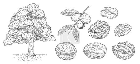 Ilustración de Set walnut. Branch with leaves and nuts. Vector vintage engraving illustration. Isolated on white background. Hand drawn design element for label and poster - Imagen libre de derechos