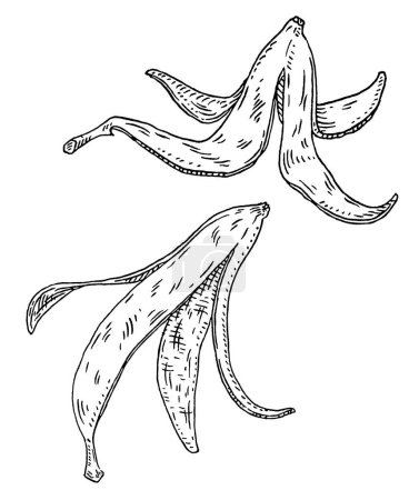 Illustration for Banana peel. Vintage vector engrave black monochrome illustration. Isolated on white background. Hand drawn design ink - Royalty Free Image