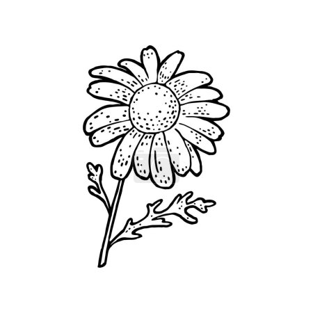Kamillenblüte mit Blättern. Schwarze Gravur Vektor Illustration isoliert auf weißem Hintergrund.
