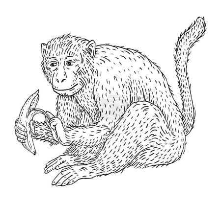 Ilustración de Mono sosteniendo plátano fresco. Ilustración de grabado negro vintage. Aislado sobre fondo blanco. Elemento de diseño dibujado a mano para póster y camiseta - Imagen libre de derechos