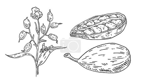 Ilustración de Cardamomo fruta de especias enteras y cortadas a la mitad con semillas. Aislado sobre fondo blanco. Vintage vector negro grabado ilustración. Diseño dibujado a mano - Imagen libre de derechos