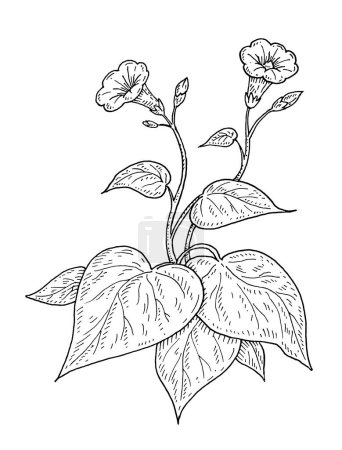 Ilustración de Plant batatas with leaf and flower. Vintage engraving vector black illustration. Isolated on white background. - Imagen libre de derechos