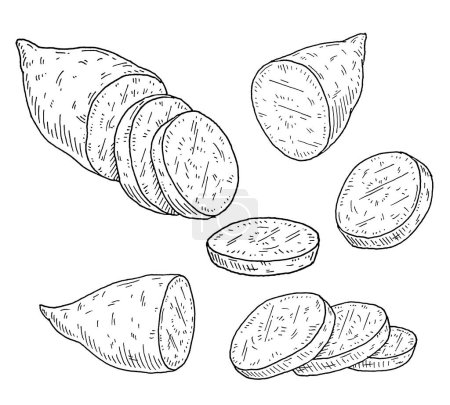 Illustration for Slice sweet potato. Vintage engraving vector black illustration. Isolated on white background. - Royalty Free Image