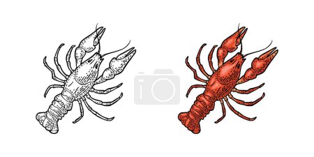 Téléchargez les illustrations : Lobster isolated on white background. Vector color and monochrome vintage engraving illustration for menu, web and label. Hand drawn in a graphic style. - en licence libre de droit