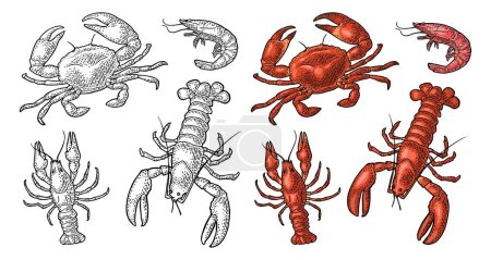 Téléchargez les illustrations : Set crustacés d'animaux marins. Homard, crabe, crevettes. Gravure vectorielle en couleur et illustrations vintage monochromes isolées sur fond blanc. Elément de design dessiné à la main pour étiquette et menu - en licence libre de droit
