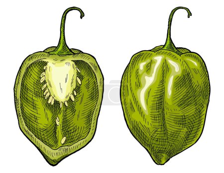 Ilustración de Whole and half pepper habanero. Vintage vector color engraving illustration. Isolated on white background. Hand drawn design - Imagen libre de derechos